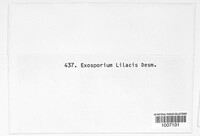 Exosporium lilacis image